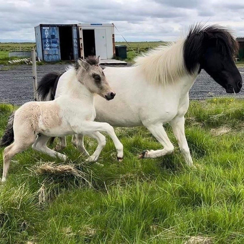 Extremely Talented Young Stallion with Unique Coloring – Located in Iceland 🇮🇸 sinaguenther-islandpferde