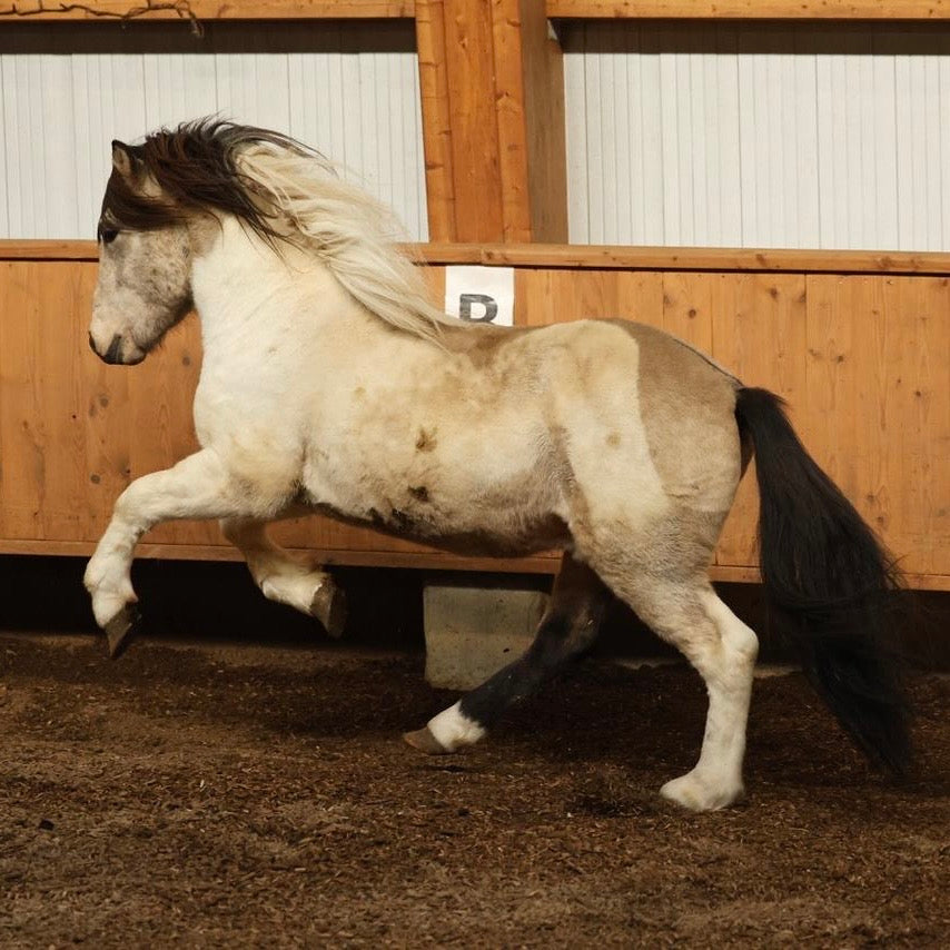 Extremely Talented Young Stallion with Unique Coloring – Located in Iceland 🇮🇸 sinaguenther-islandpferde