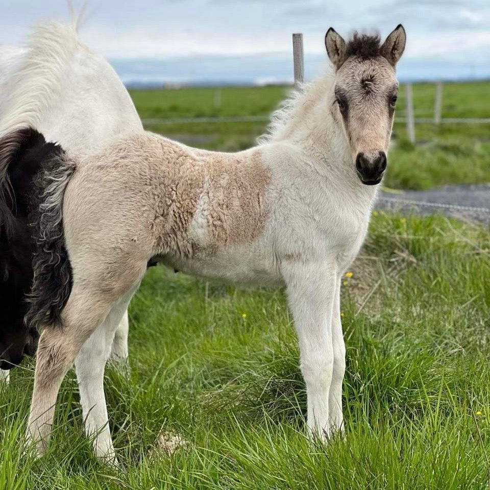Extremely Talented Young Stallion with Unique Coloring – Located in Iceland 🇮🇸 sinaguenther-islandpferde