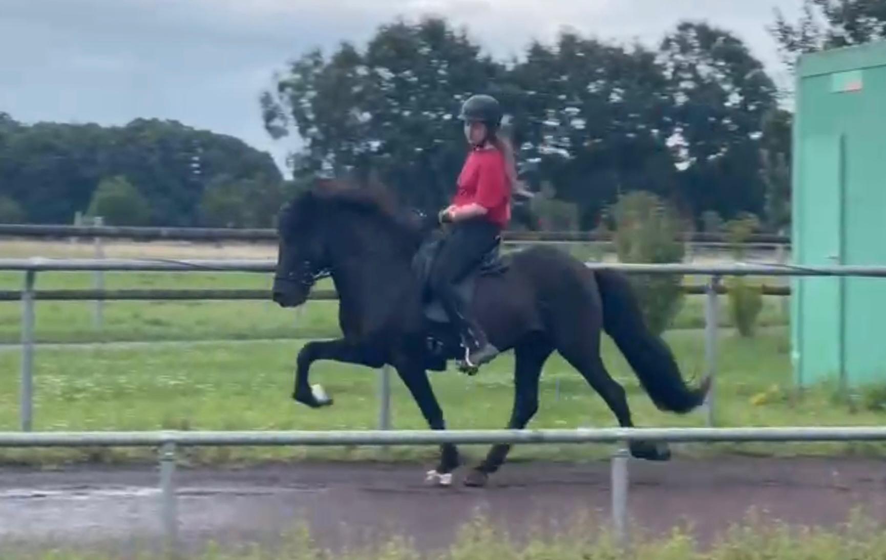 ⭐️ Futurity Star 🇩🇪⭐️ Preis auf Anfrage sinaguenther-islandpferde