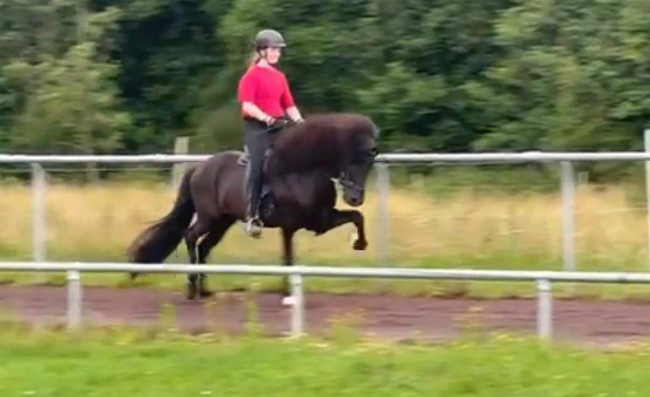 ⭐️ Futurity Star 🇩🇪⭐️ Preis auf Anfrage sinaguenther-islandpferde
