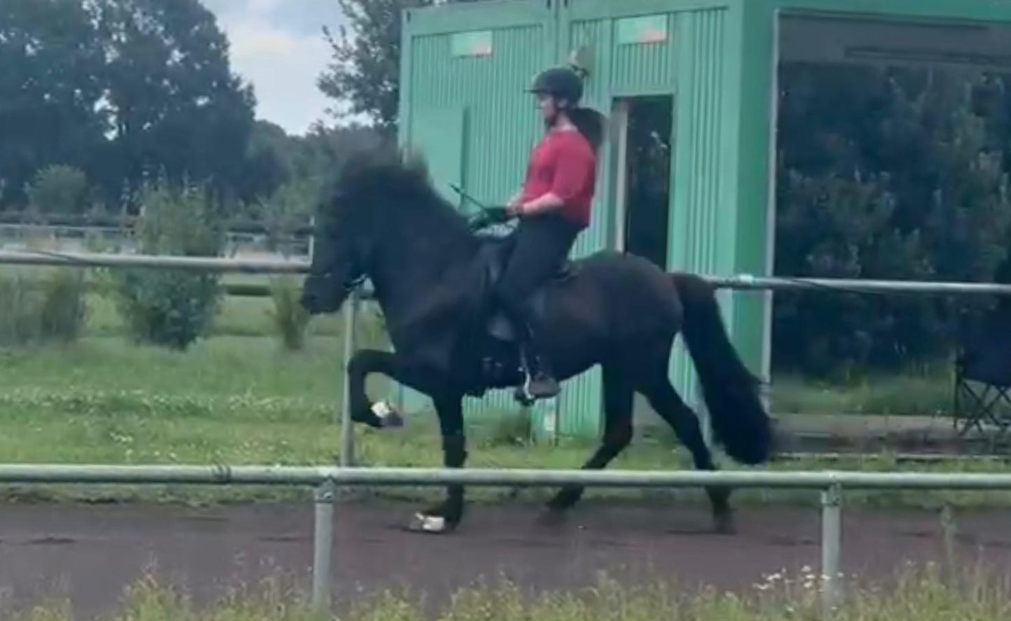 ⭐️ Futurity Star 🇩🇪⭐️ Preis auf Anfrage sinaguenther-islandpferde