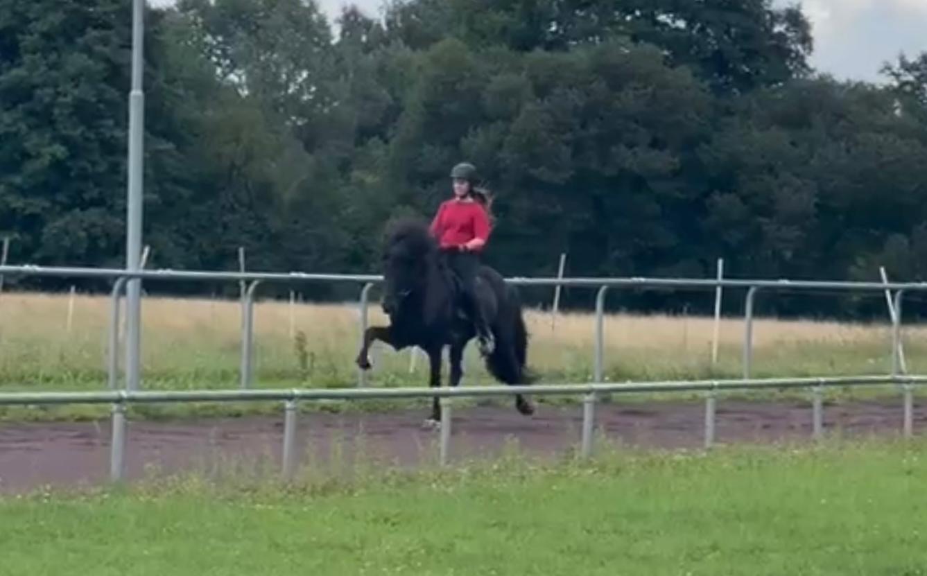 ⭐️ Futurity Star 🇩🇪⭐️ Preis auf Anfrage sinaguenther-islandpferde