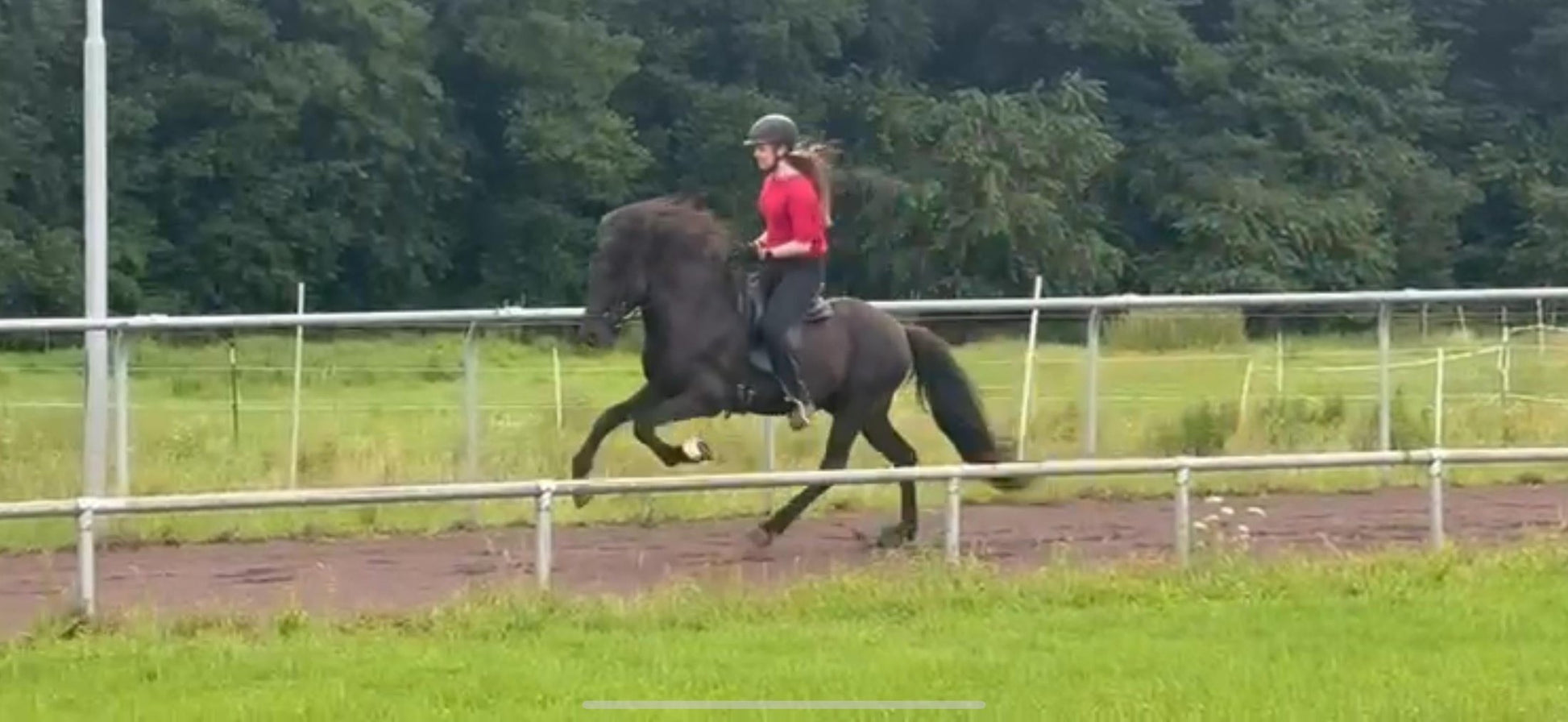 ⭐️ Futurity Star 🇩🇪⭐️ Preis auf Anfrage sinaguenther-islandpferde