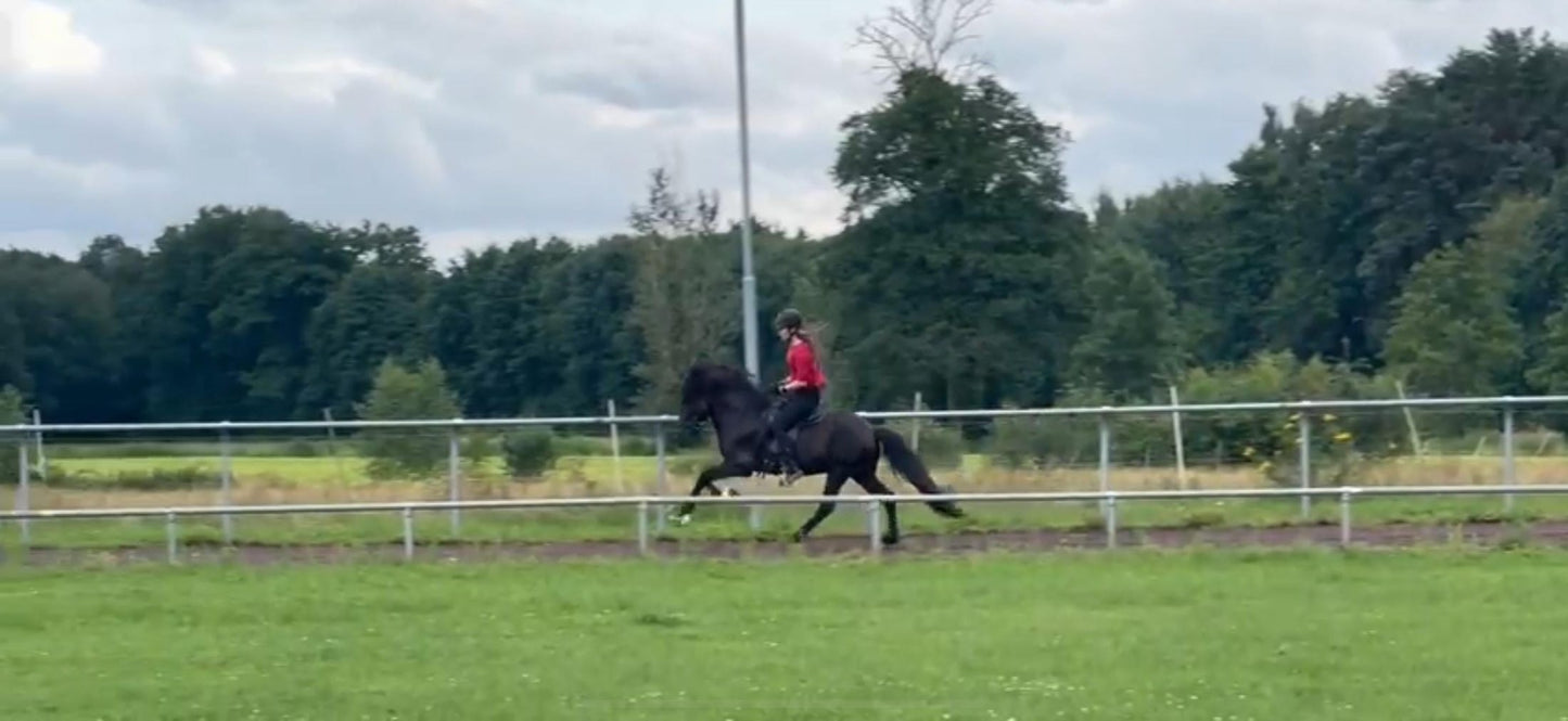 ⭐️ Futurity Star 🇩🇪⭐️ Preis auf Anfrage sinaguenther-islandpferde