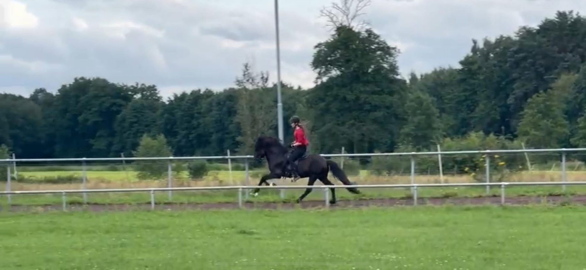 ⭐️ Futurity Star 🇩🇪⭐️ Preis auf Anfrage sinaguenther-islandpferde