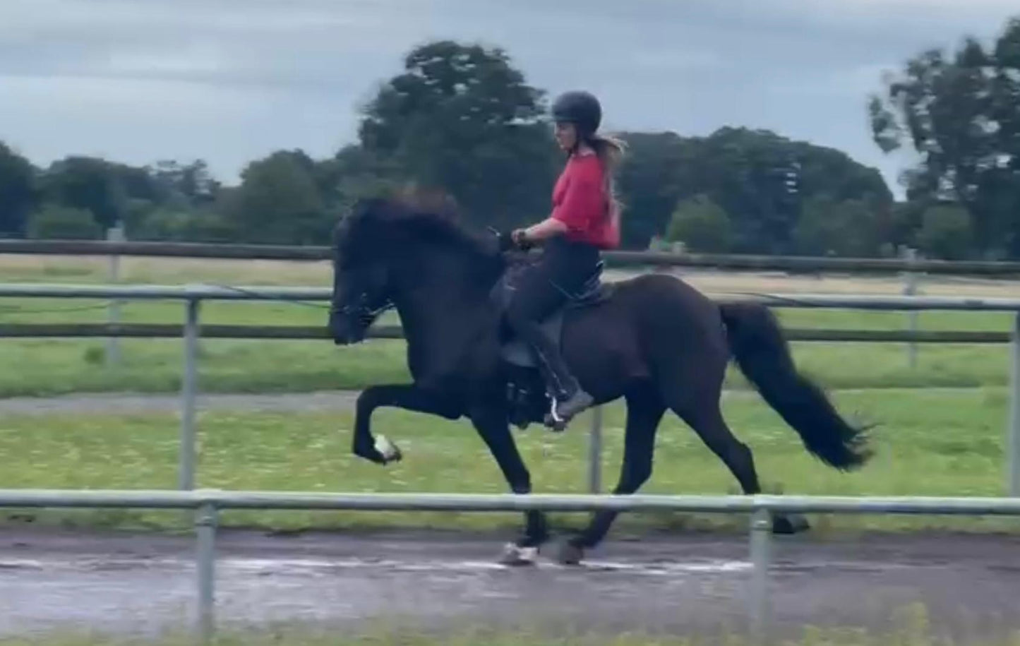 ⭐️ Futurity Star 🇩🇪⭐️ Preis auf Anfrage sinaguenther-islandpferde