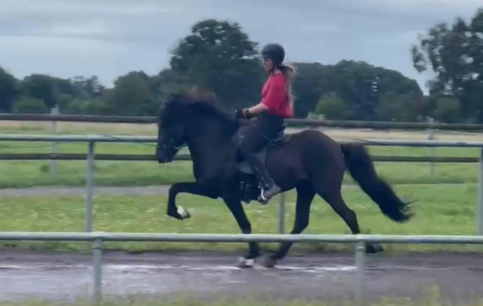 ⭐️ Futurity Star 🇩🇪⭐️ Preis auf Anfrage sinaguenther-islandpferde
