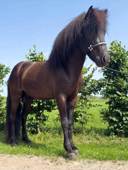 ⭐️ Futurity Star 🇩🇪⭐️ Preis auf Anfrage sinaguenther-islandpferde