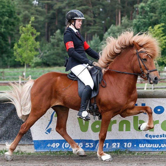 Futurity Star with TOP Material Preis auf Anfrage sinaguenther-islandpferde