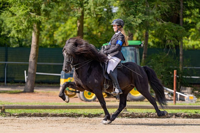 Hrafn - NEW SUPERSTAR FOR V1 and T1 sinaguenther-islandpferde