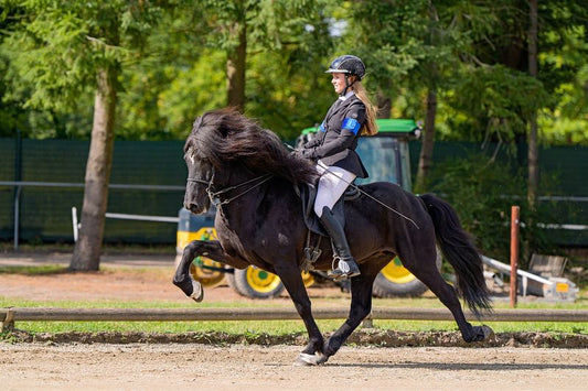 Hrafn - NEW SUPERSTAR FOR V1 and T1 sinaguenther-islandpferde