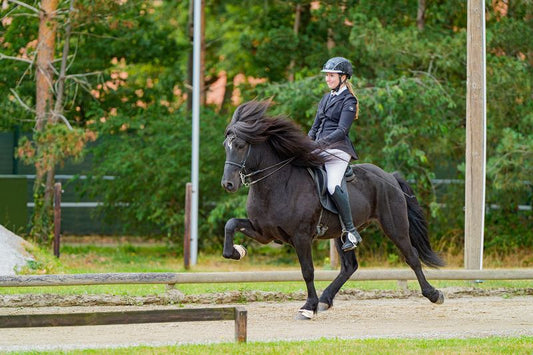 Hrafn - NEW SUPERSTAR FOR V1 and T1 sinaguenther-islandpferde