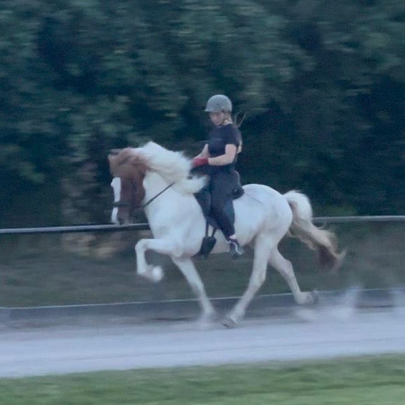 Jakob sinaguenther-islandpferde