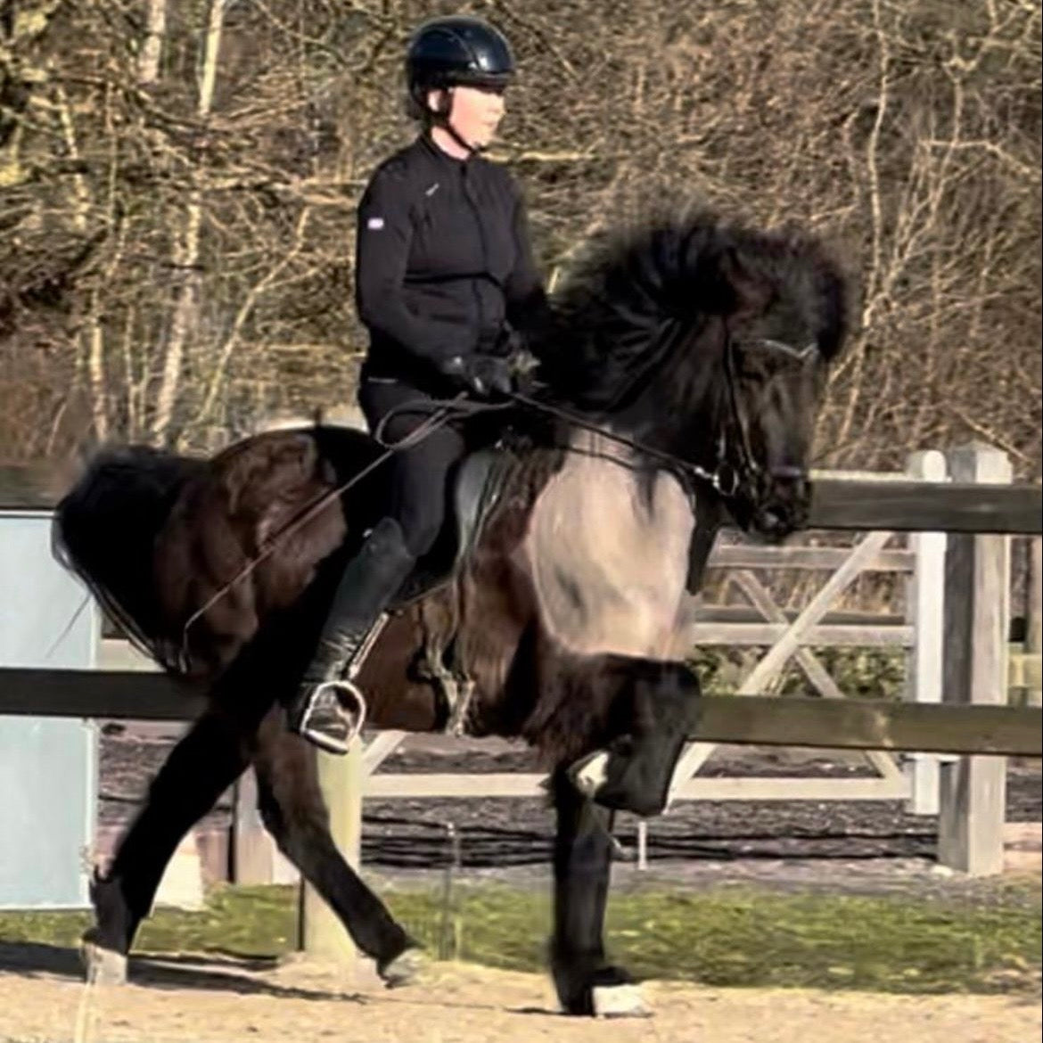 Játning sinaguenther-islandpferde