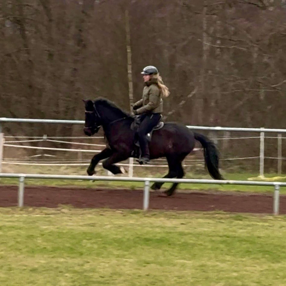 Játning sinaguenther-islandpferde