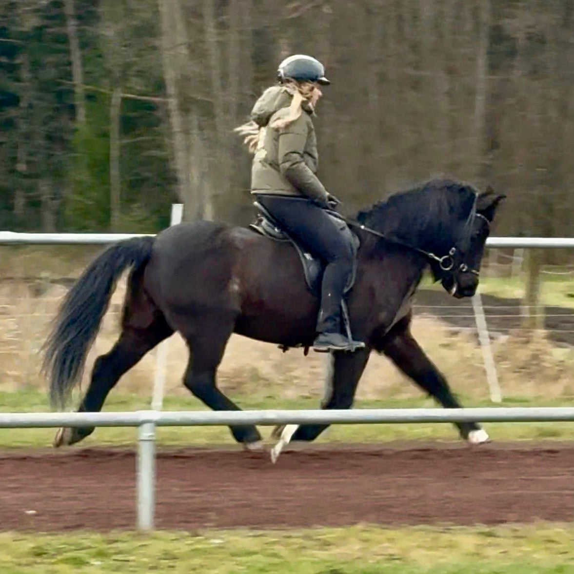 Játning sinaguenther-islandpferde
