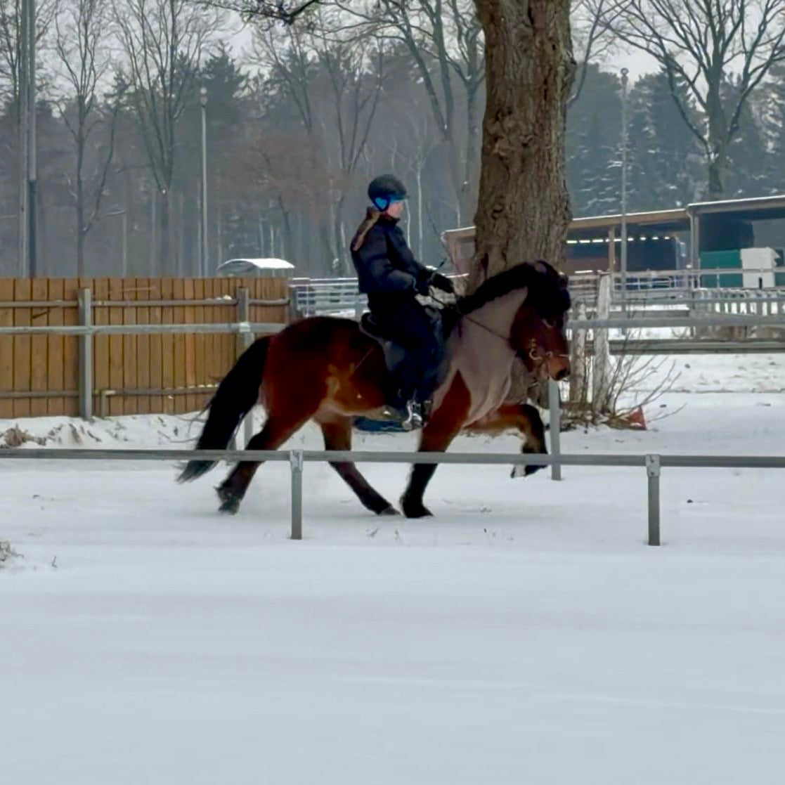 Kjarnar sinaguenther-islandpferde