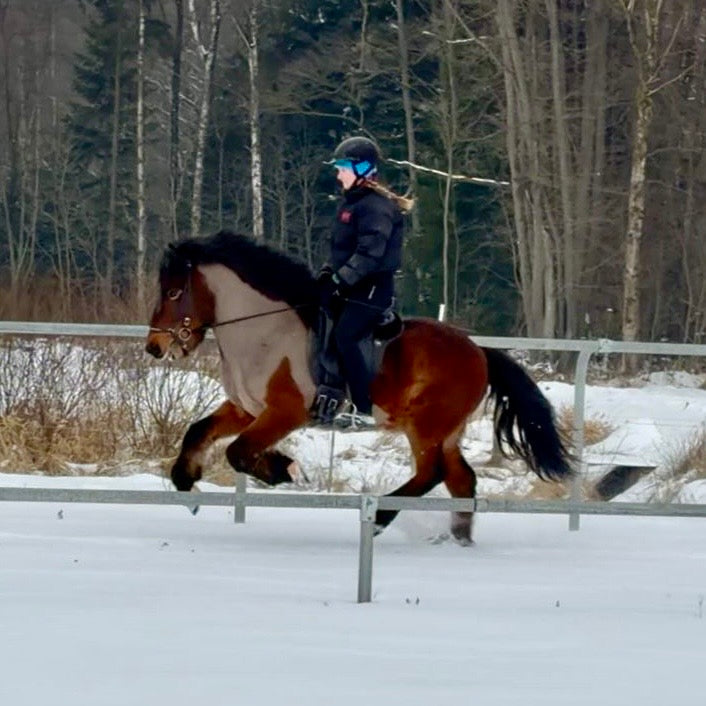 Kjarnar sinaguenther-islandpferde