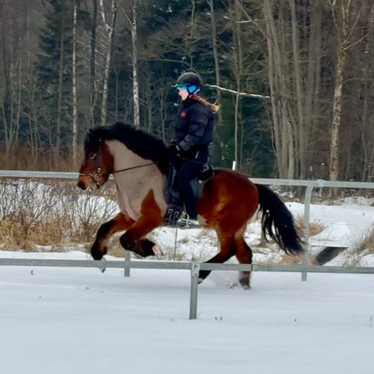 Kjarnar sinaguenther-islandpferde
