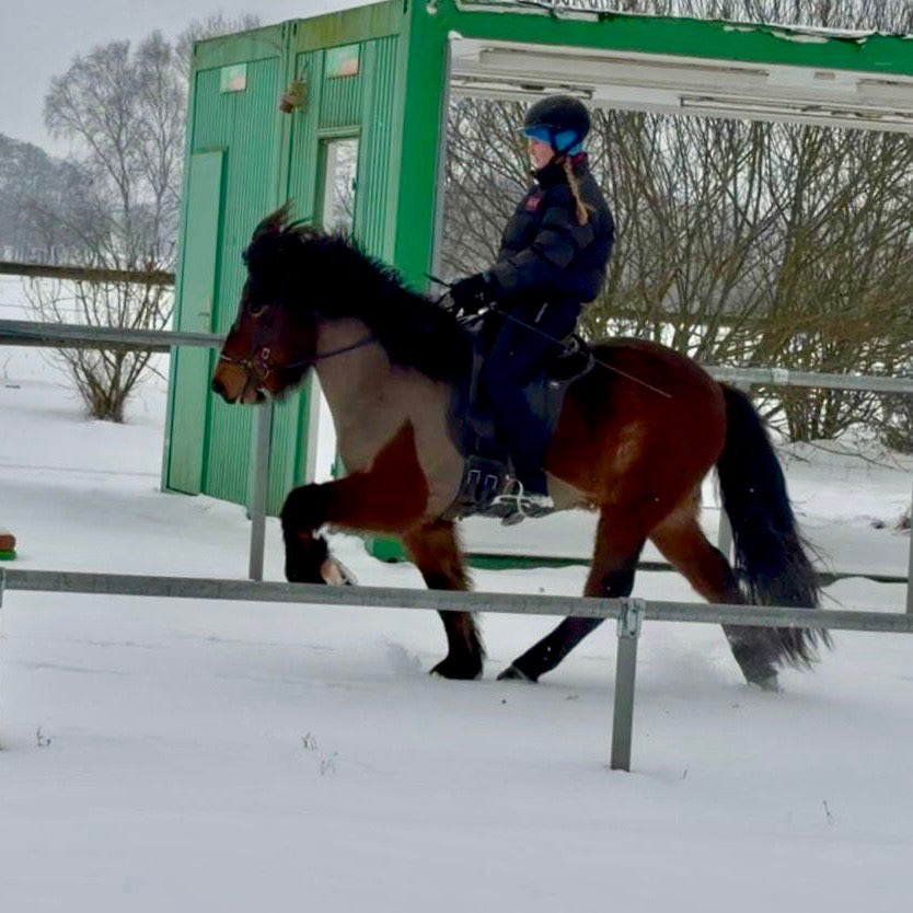 Kjarnar sinaguenther-islandpferde