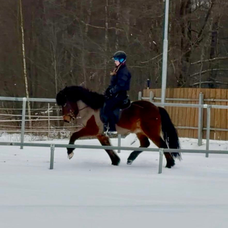 Kjarnar sinaguenther-islandpferde