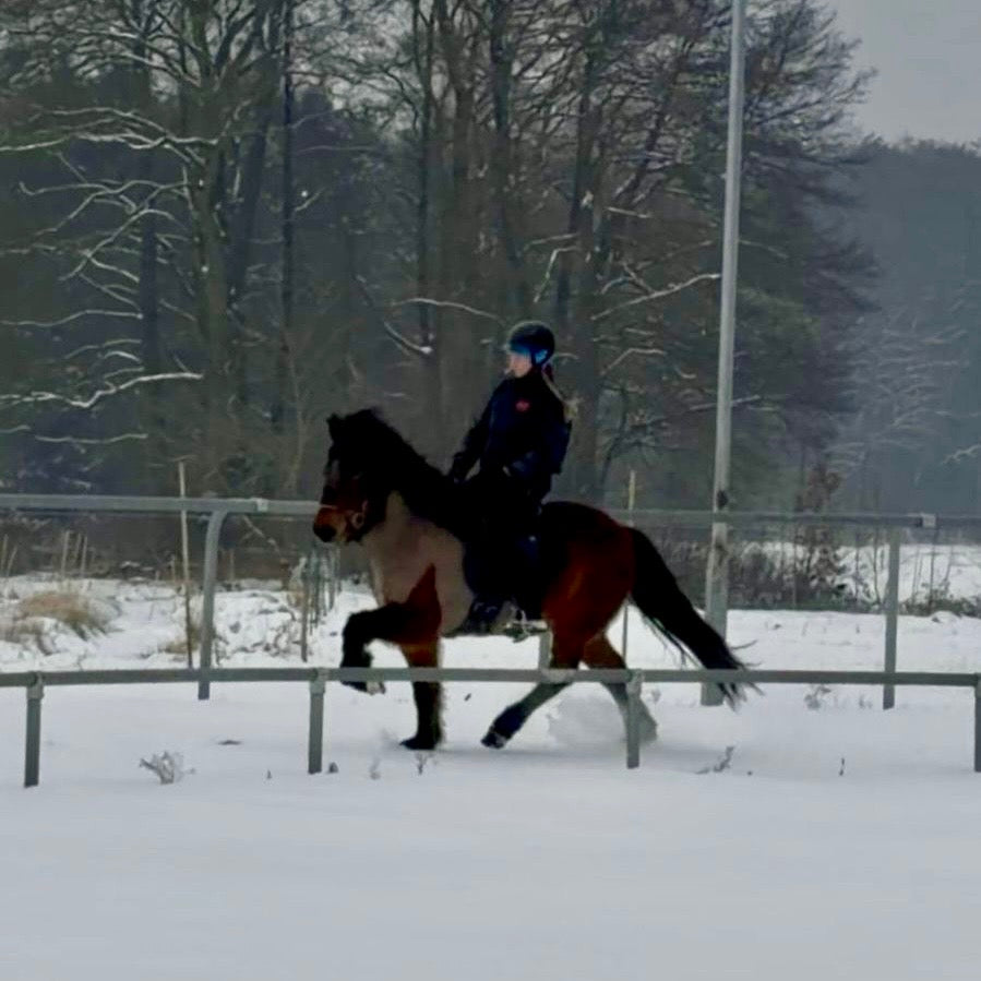 Kjarnar sinaguenther-islandpferde