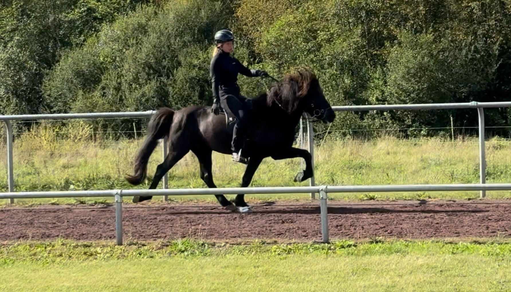 ⭐️ Kolbakkur ⭐️ sinaguenther-islandpferde