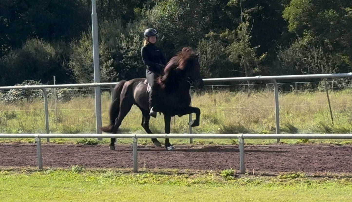 ⭐️ Kolbakkur ⭐️ sinaguenther-islandpferde