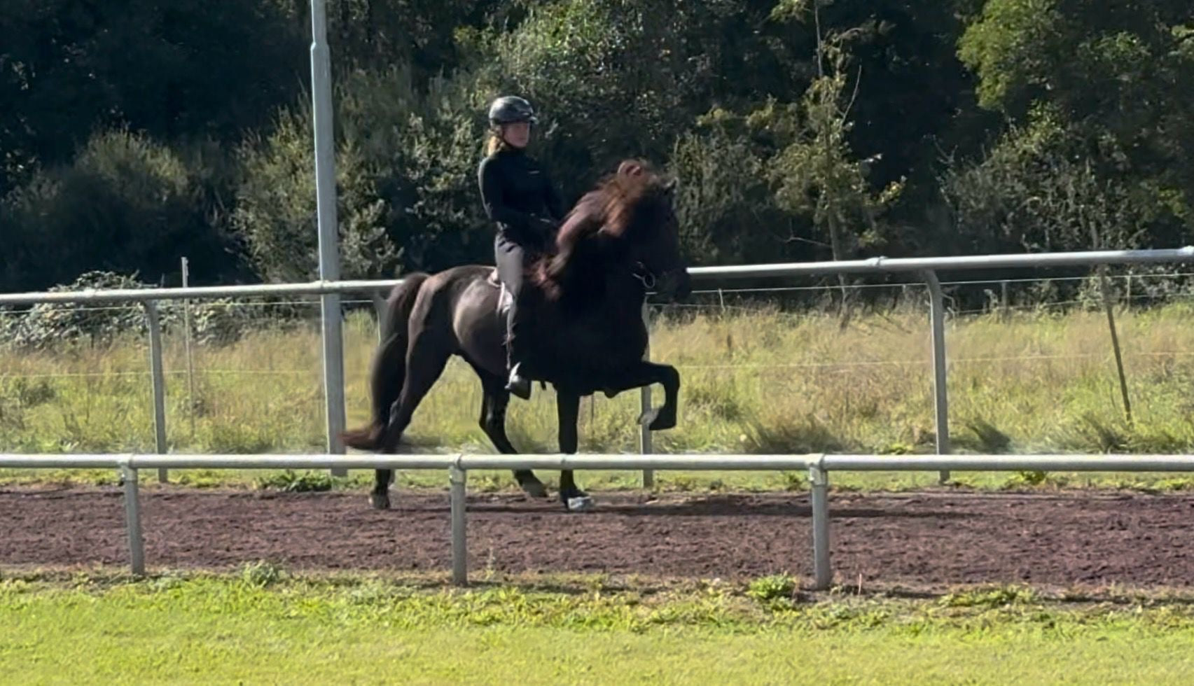 ⭐️ Kolbakkur ⭐️ sinaguenther-islandpferde