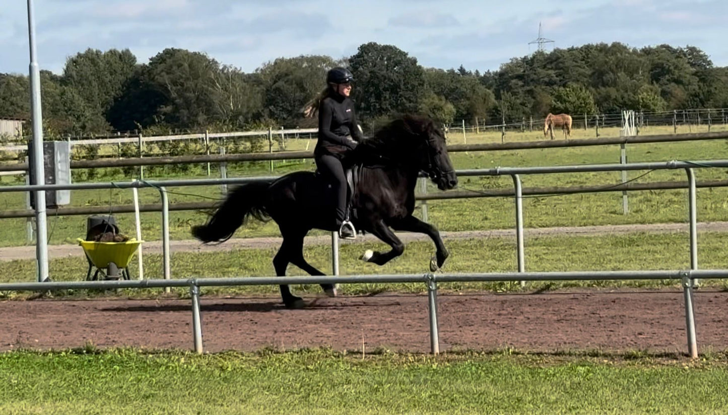 ⭐️ Kolbakkur ⭐️ sinaguenther-islandpferde