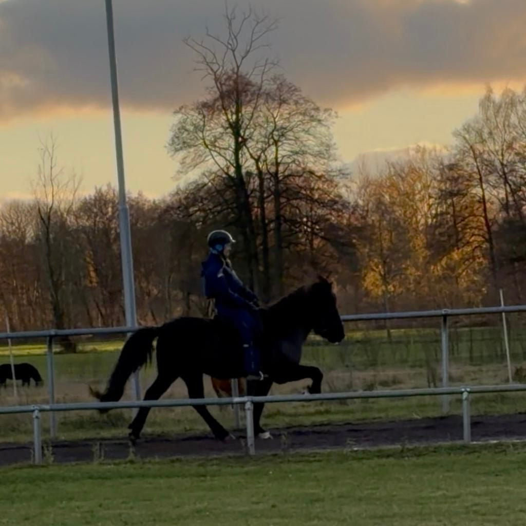 ⭐️ Kolbakkur ⭐️ sinaguenther-islandpferde