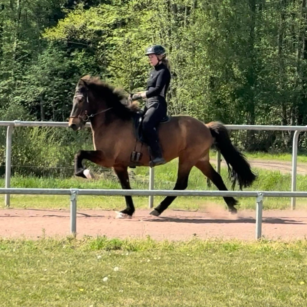 Kolka frá Bakkakoti sinaguenther-islandpferde