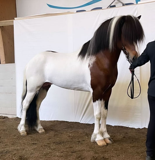 Logi – The One with the X-Factor! 🌟 Preis auf Anfrage sinaguenther-islandpferde