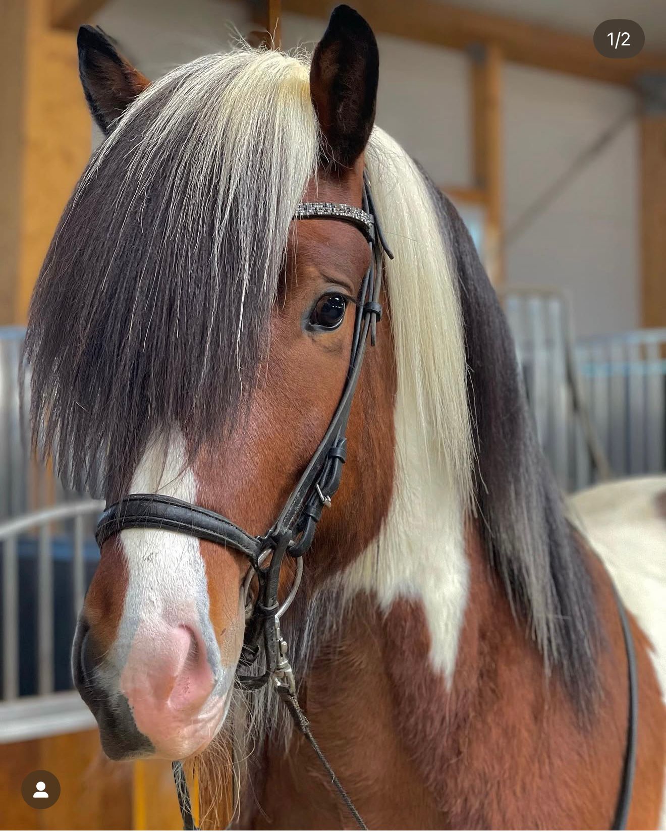 Logi – The One with the X-Factor! 🌟 Preis auf Anfrage sinaguenther-islandpferde