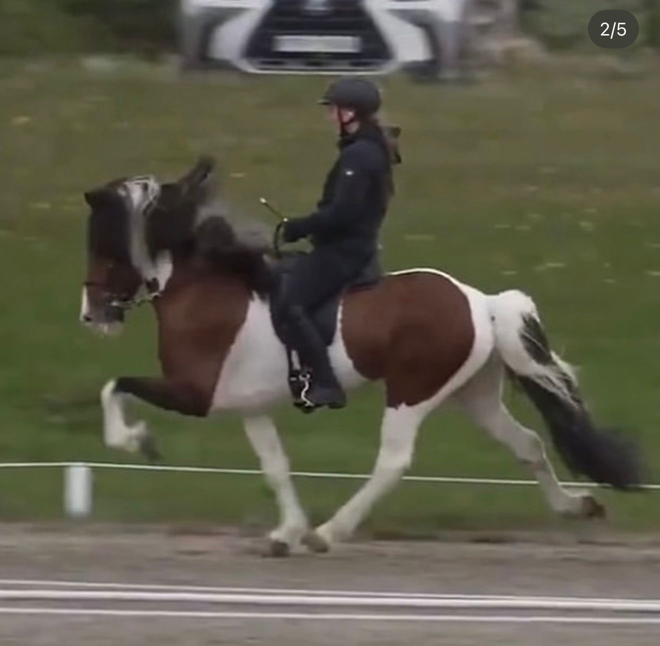 Logi – The One with the X-Factor! 🌟 Preis auf Anfrage sinaguenther-islandpferde