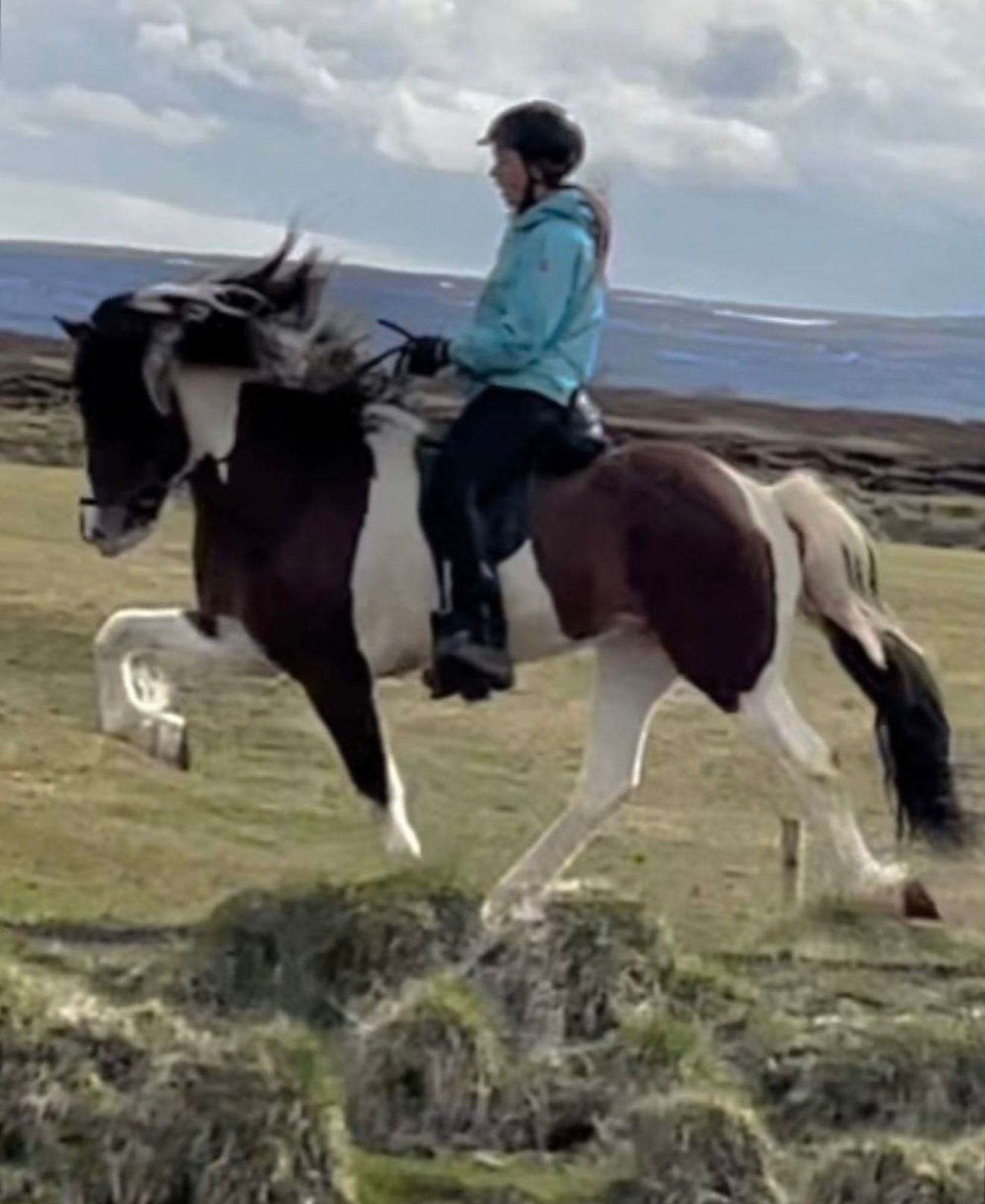 Logi – The One with the X-Factor! 🌟 Preis auf Anfrage sinaguenther-islandpferde