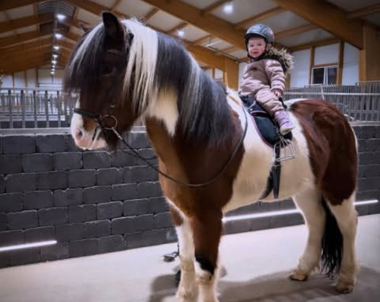 Logi – The One with the X-Factor! 🌟 Preis auf Anfrage sinaguenther-islandpferde