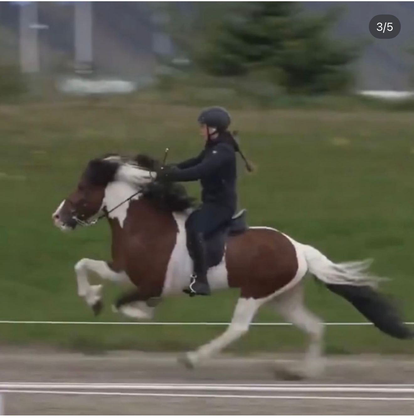 Logi – The One with the X-Factor! 🌟 Preis auf Anfrage sinaguenther-islandpferde