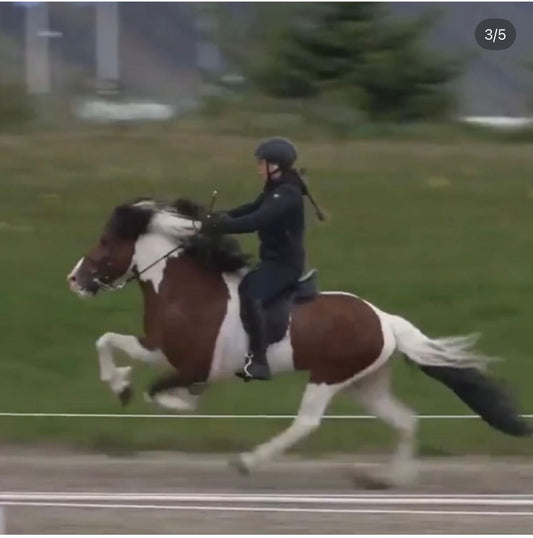 Logi – The One with the X-Factor! 🌟 Preis auf Anfrage sinaguenther-islandpferde