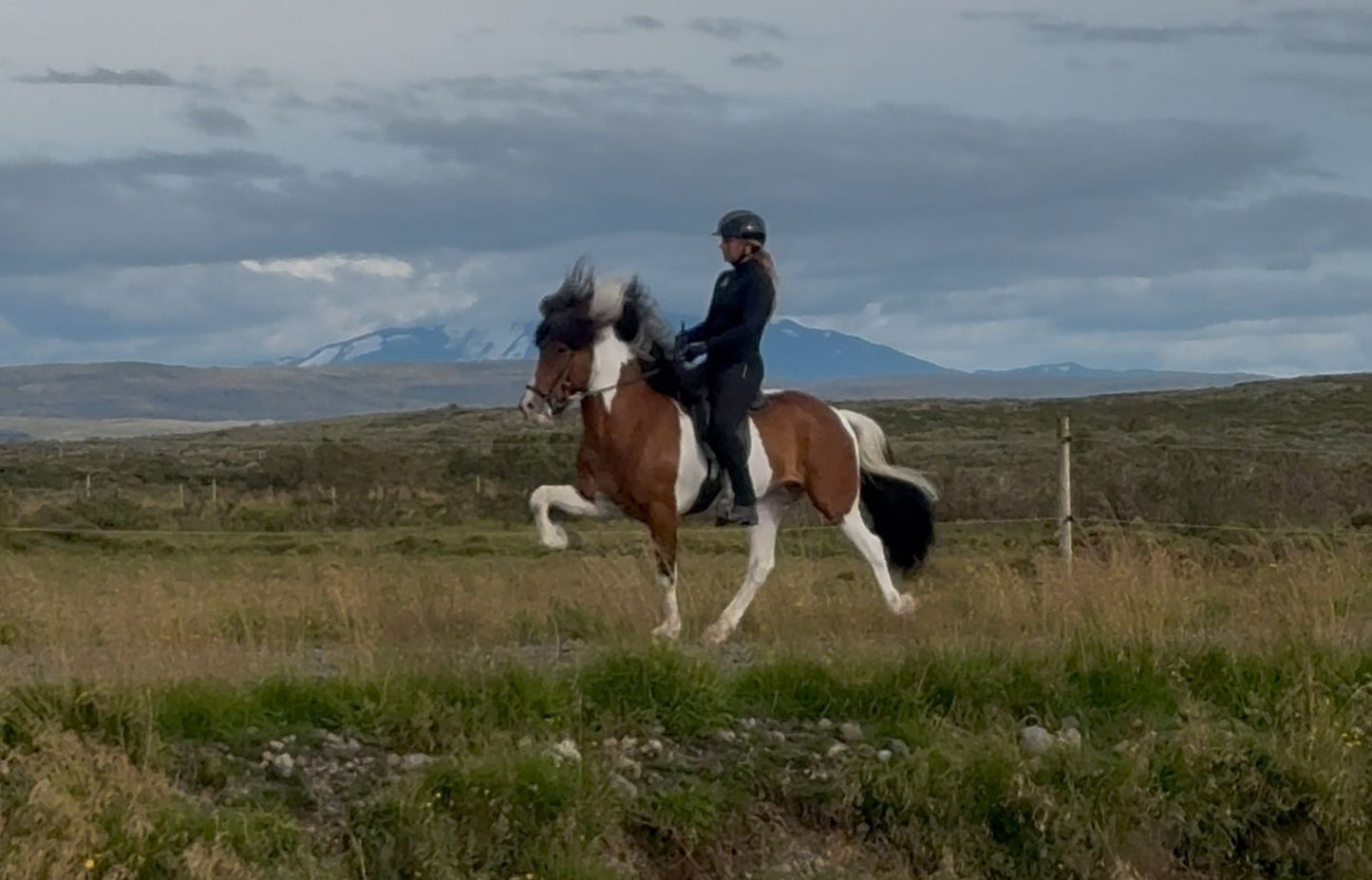 Logi – The One with the X-Factor! 🌟 Preis auf Anfrage sinaguenther-islandpferde