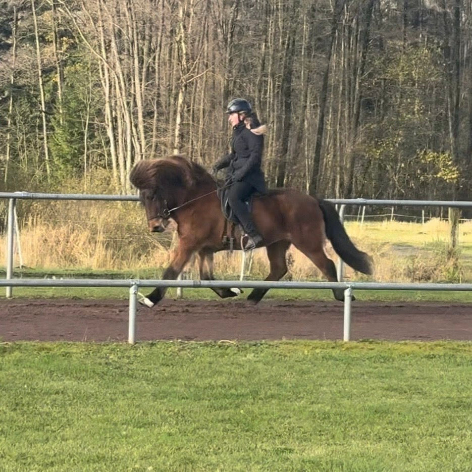Lokkur sinaguenther-islandpferde