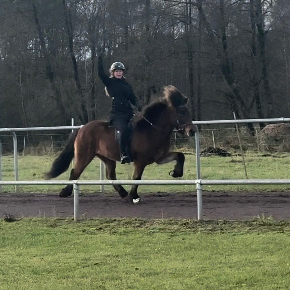 Lokkur sinaguenther-islandpferde