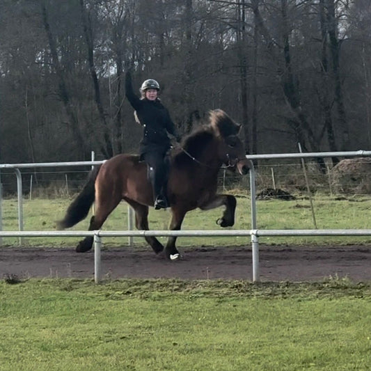 Lokkur sinaguenther-islandpferde