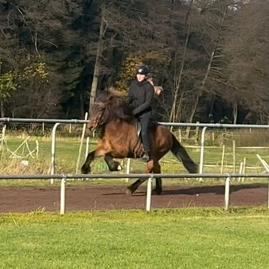 Lokkur sinaguenther-islandpferde