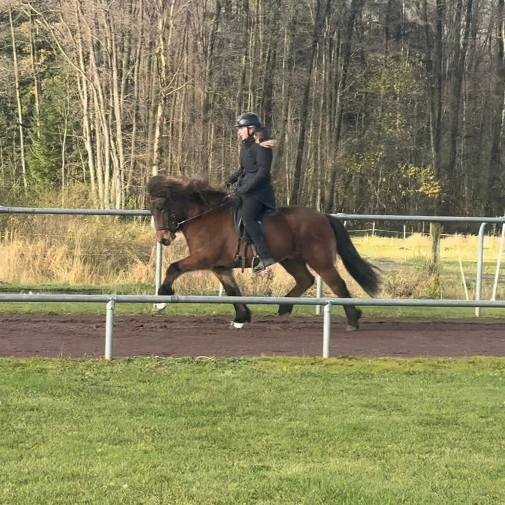 Lokkur sinaguenther-islandpferde
