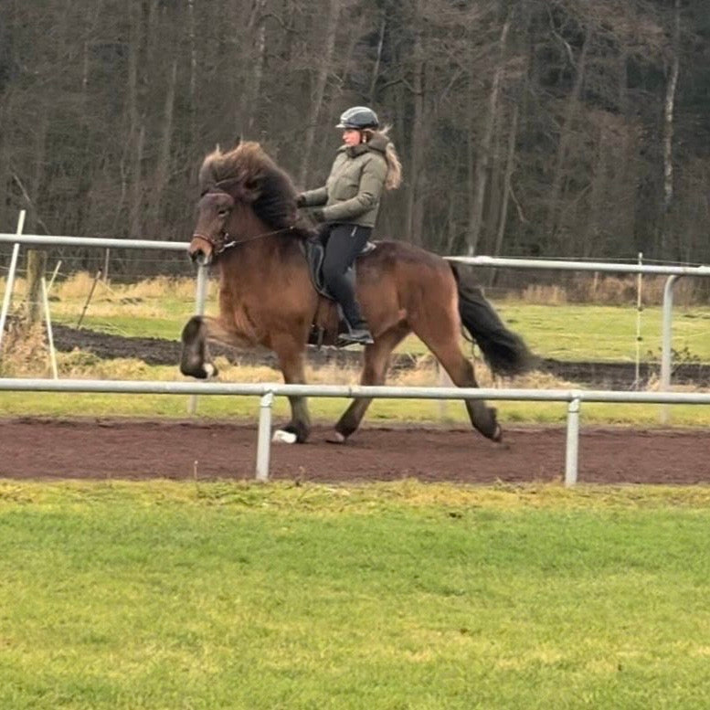 Lokkur sinaguenther-islandpferde