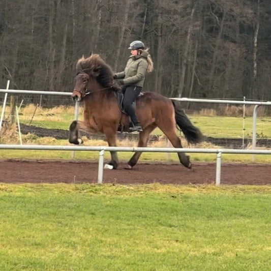 Lokkur sinaguenther-islandpferde