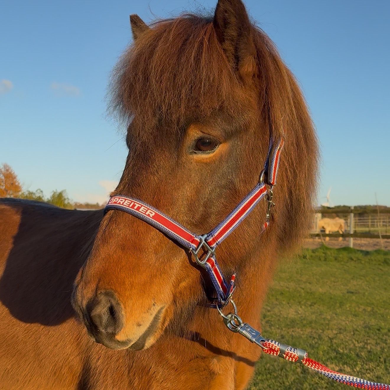 Lokkur sinaguenther-islandpferde