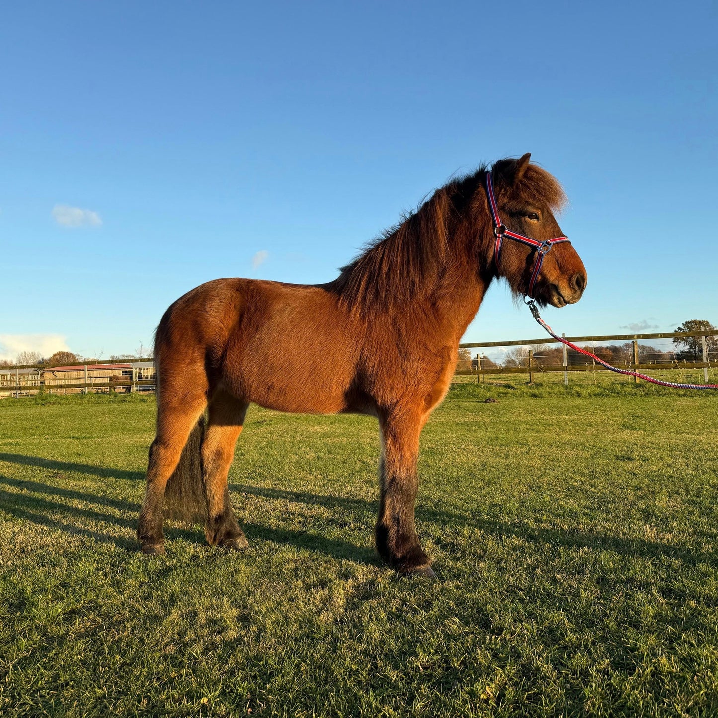 Lokkur sinaguenther-islandpferde